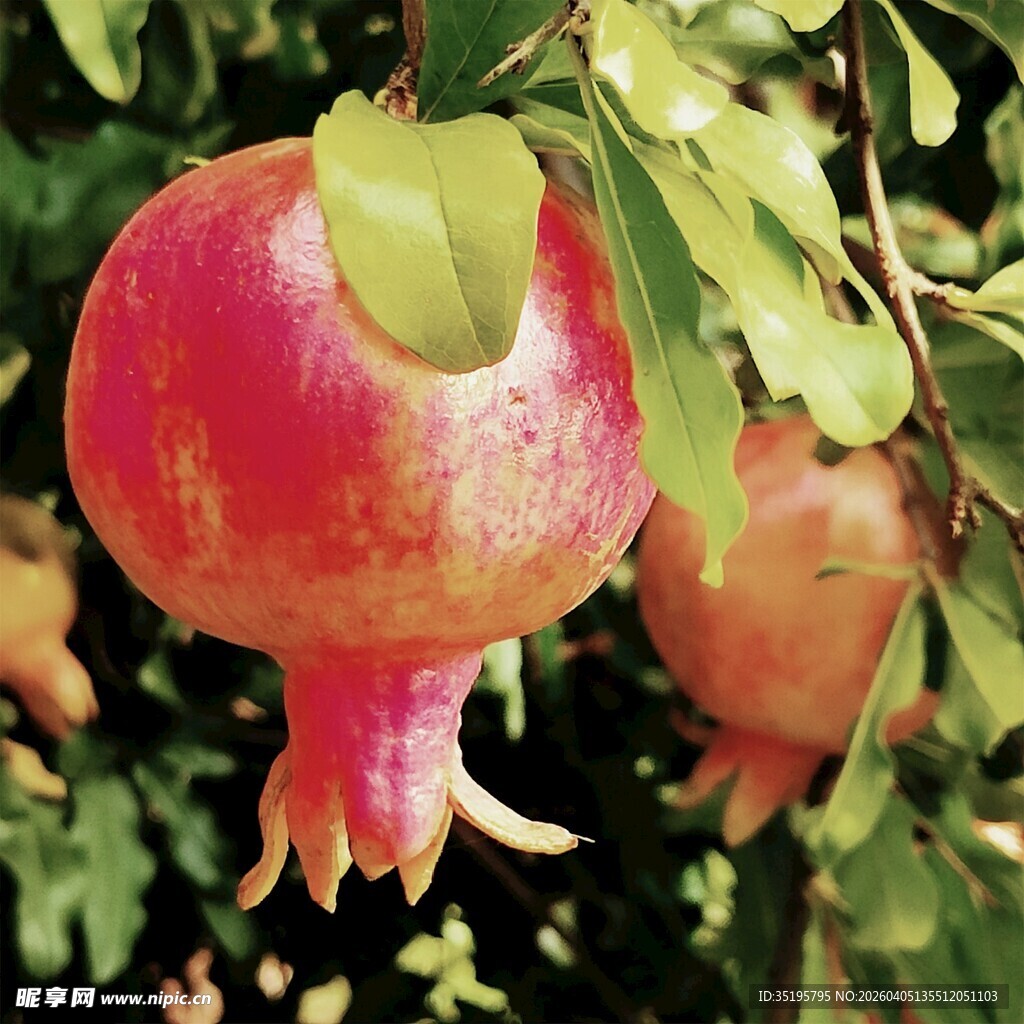 枝头饱满的红石榴