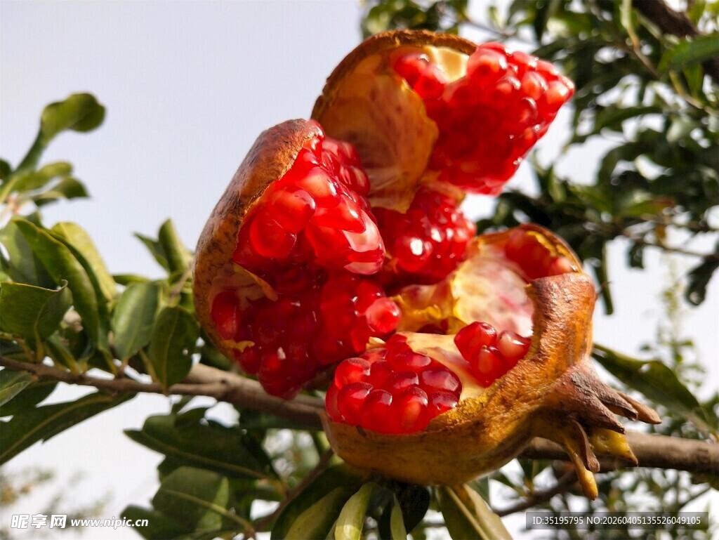 枝头开裂的饱满红石榴