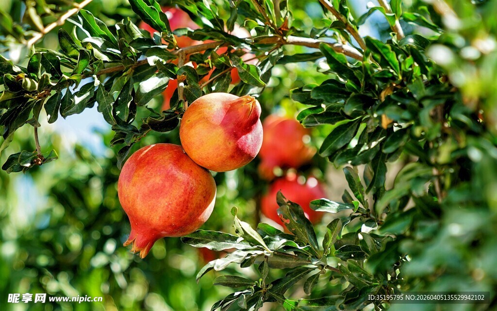 枝头红石榴饱满诱人