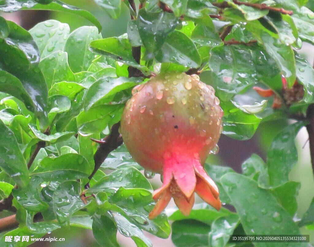 枝头红石榴清新又诱人