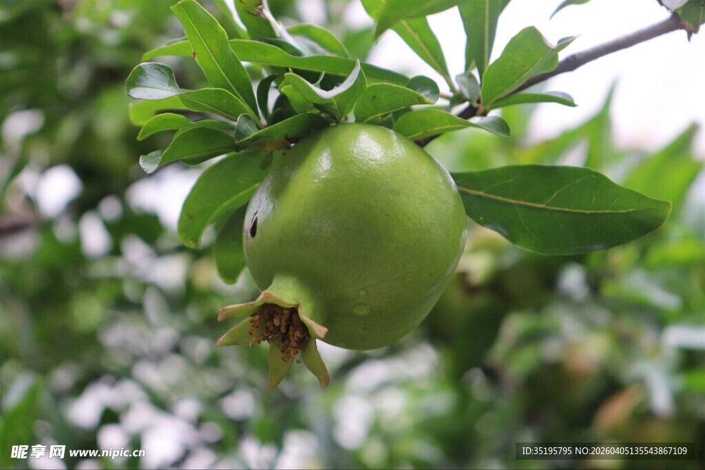 枝头青石榴绿意盎然