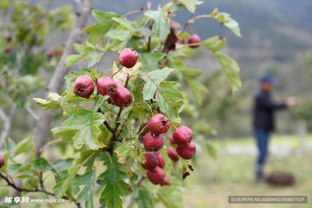 枝头红果秋日田园景致