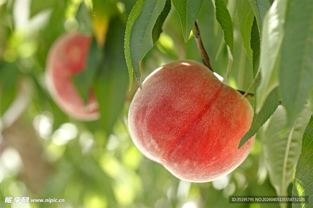 枝头粉嫩鲜桃挂