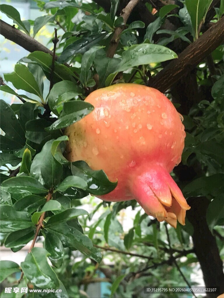 枝头饱满的成熟红石榴