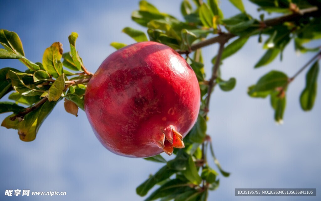 枝头红石榴饱满又诱人