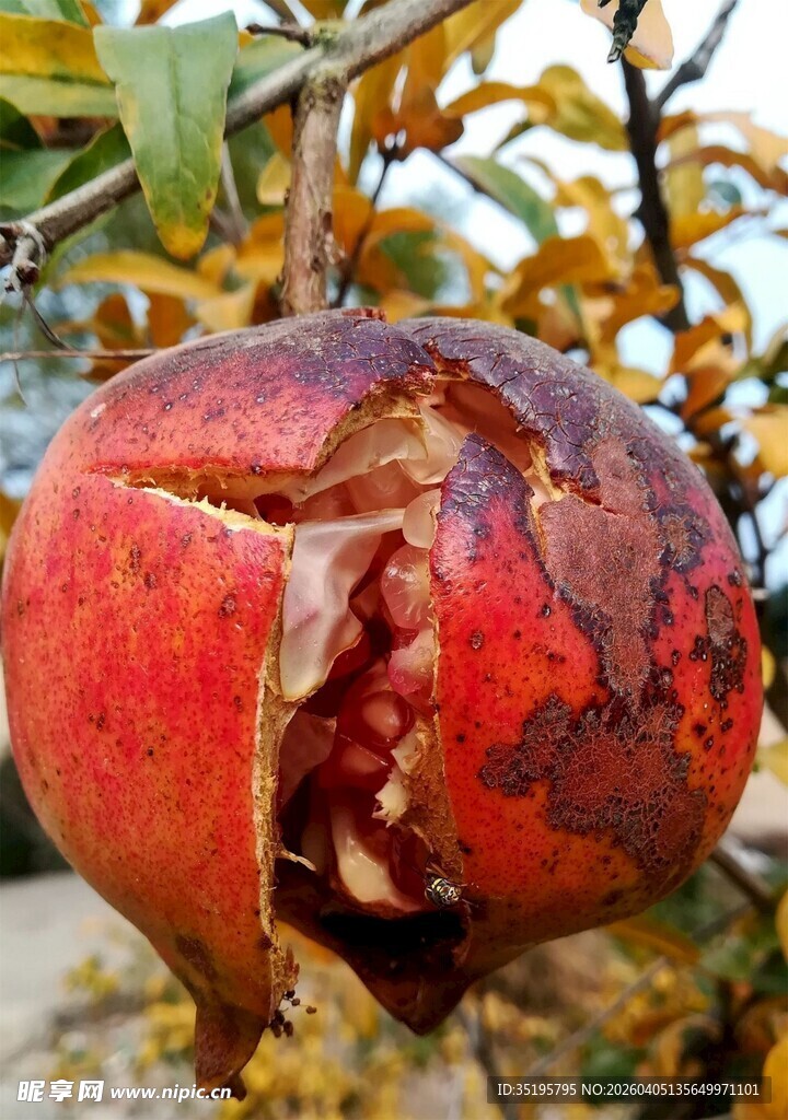 熟透裂开的红石榴