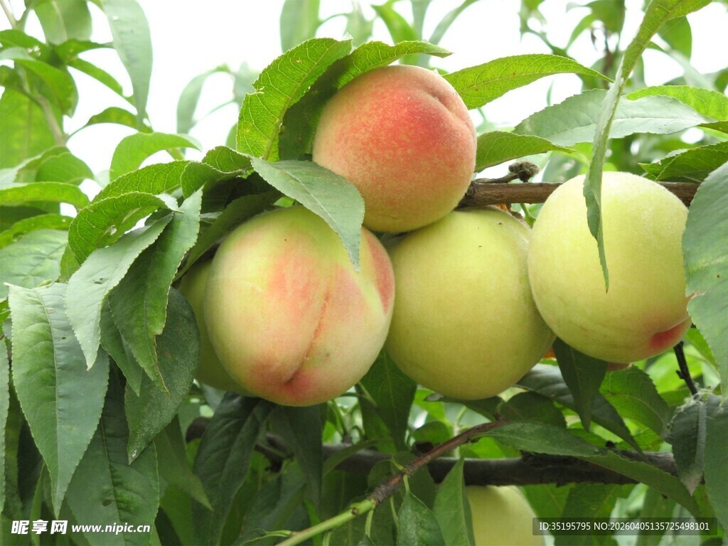 枝头鲜桃挂色泽诱人