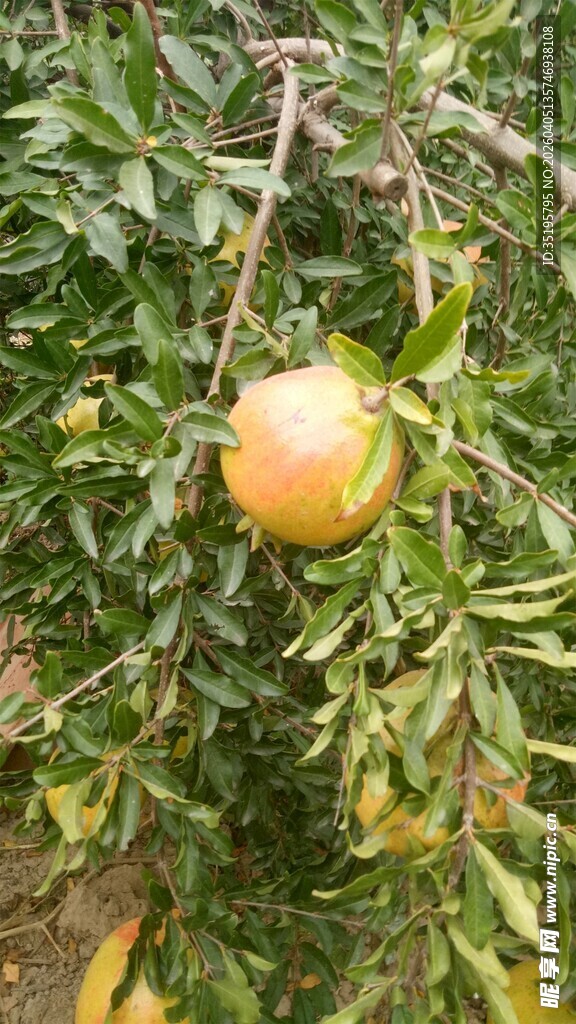 枝头挂着的成熟石榴