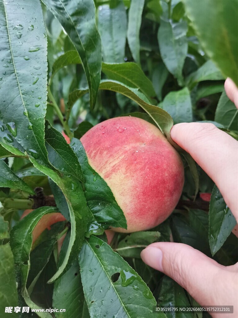 手触枝头鲜桃绿意环绕