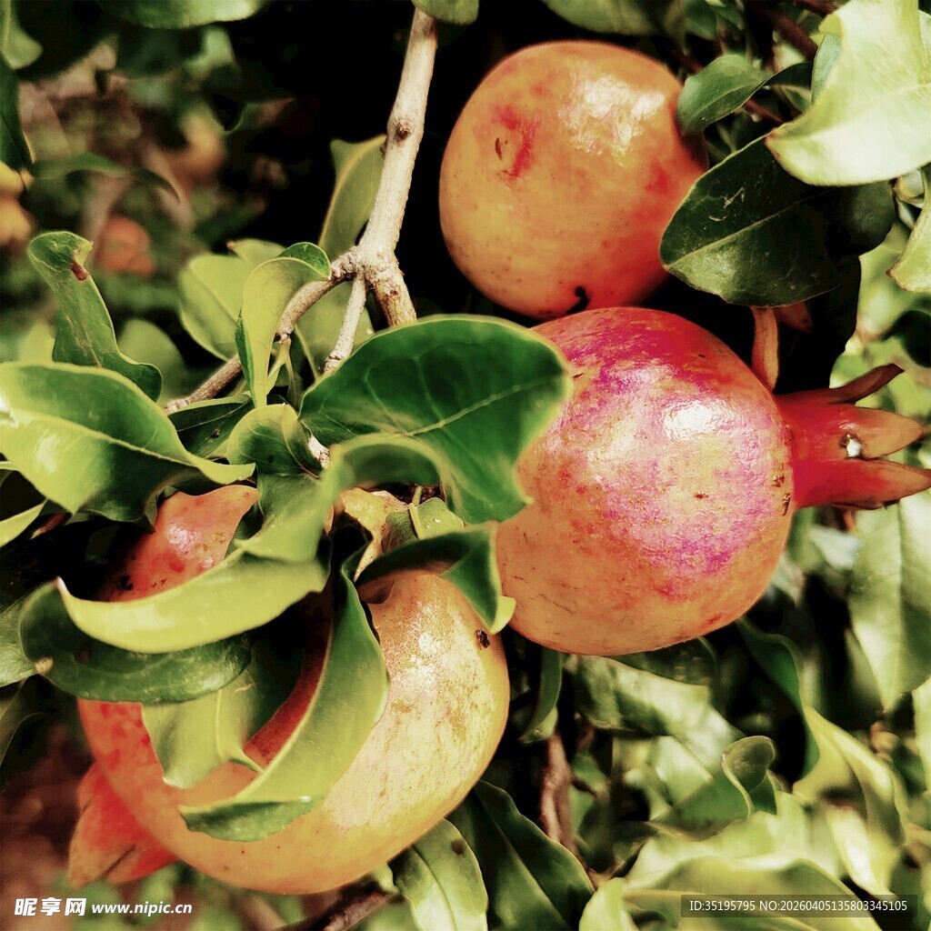 枝头红苹果绿叶相伴