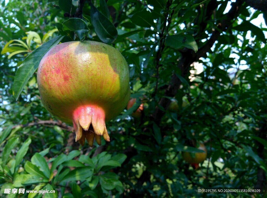 枝头饱满的成熟石榴