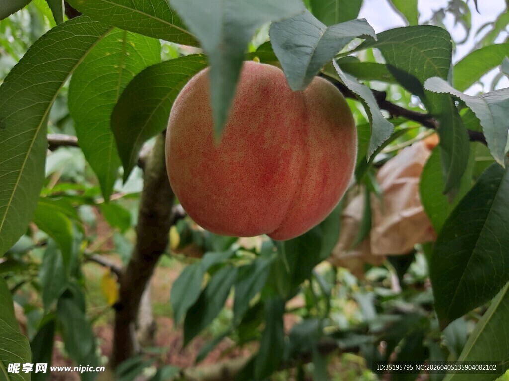 枝头粉嫩桃子挂在绿叶间