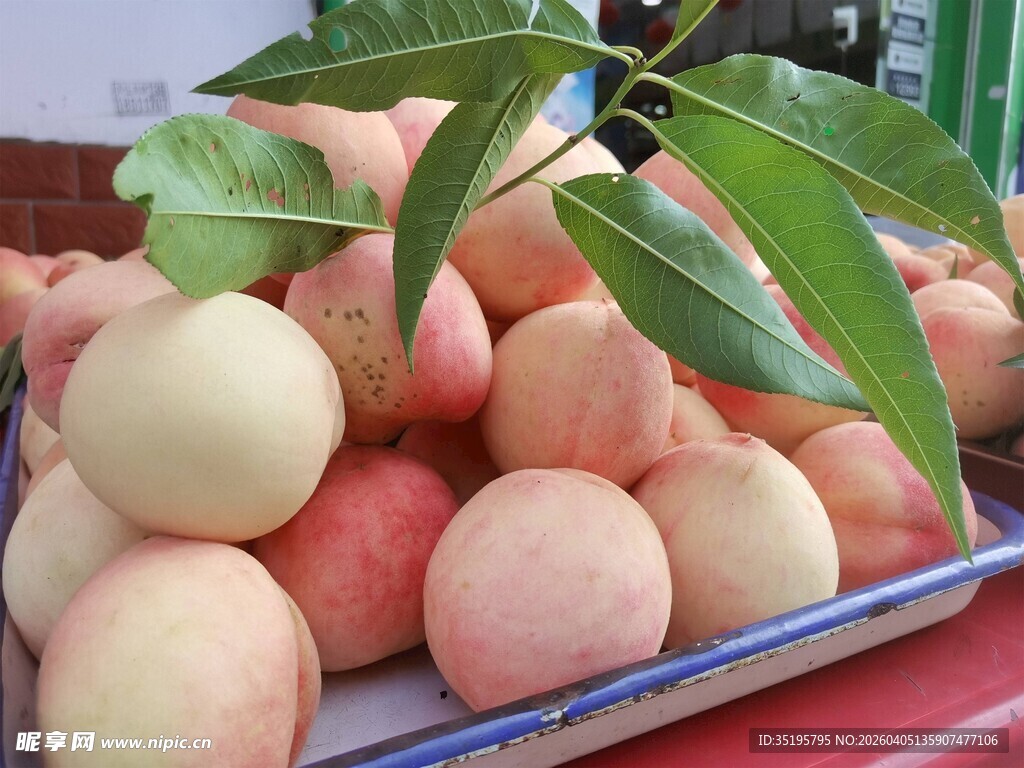 新鲜水蜜桃摆放在托盘上