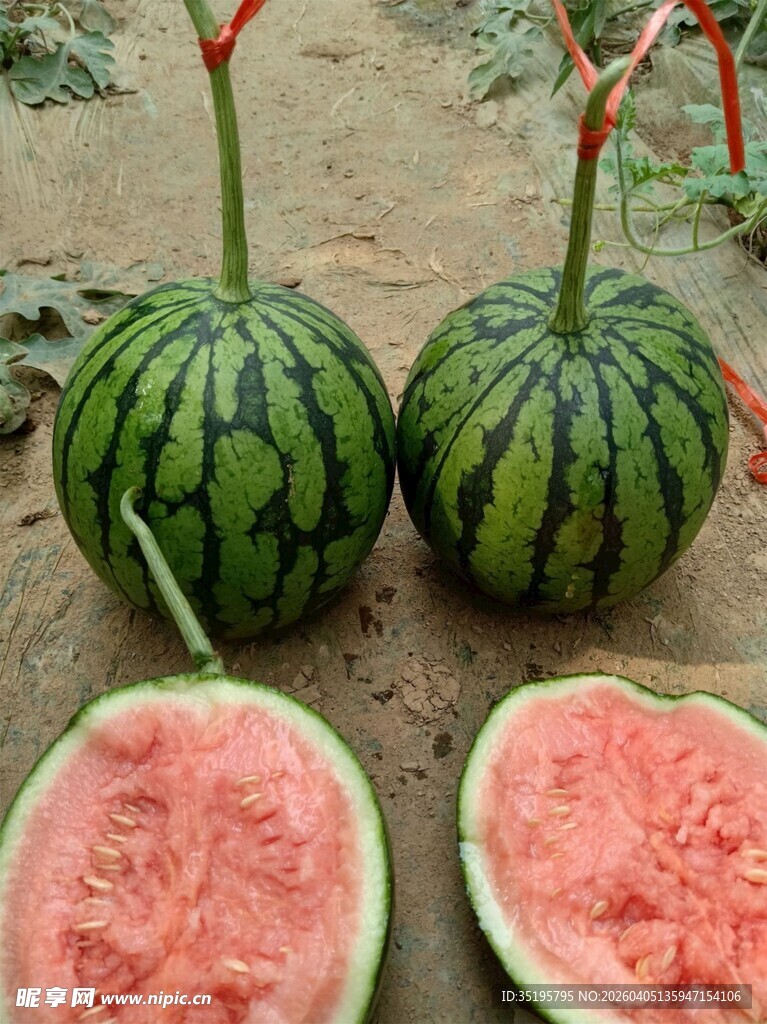 新鲜西瓜切开展示诱人果肉