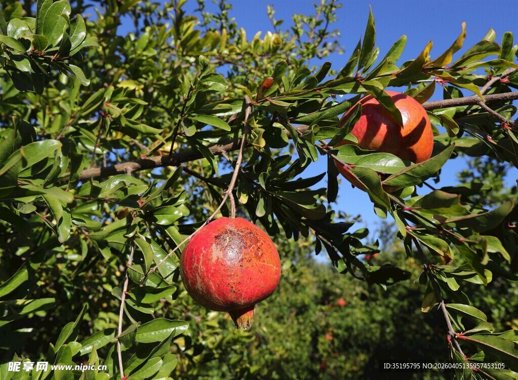 枝头红石榴秋日好风光