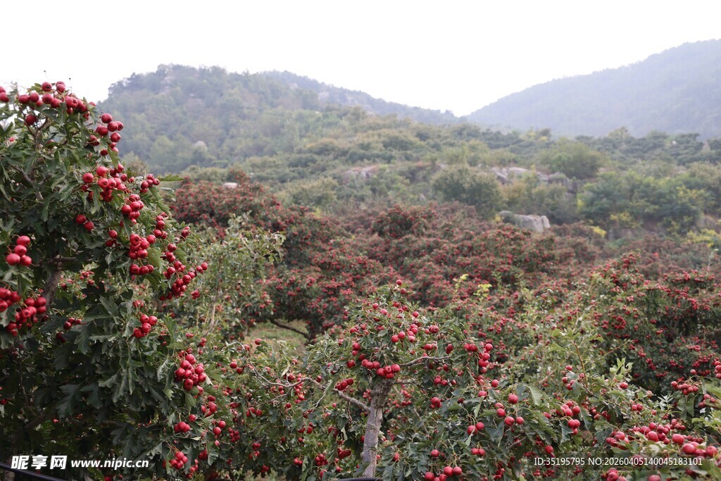 山间红果点缀绿意盎然