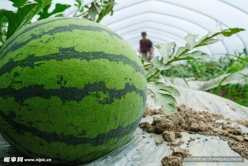 大棚内的硕大西瓜