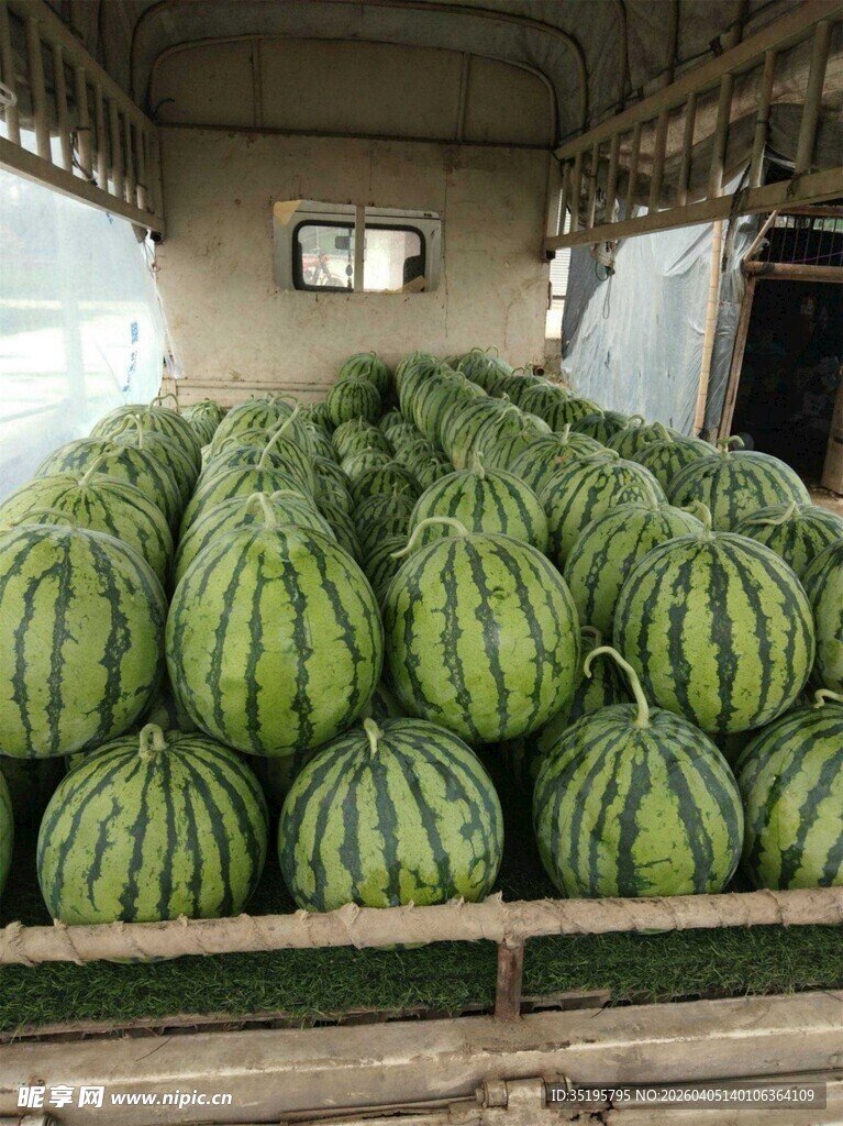 货车内堆满圆滚滚的大西瓜