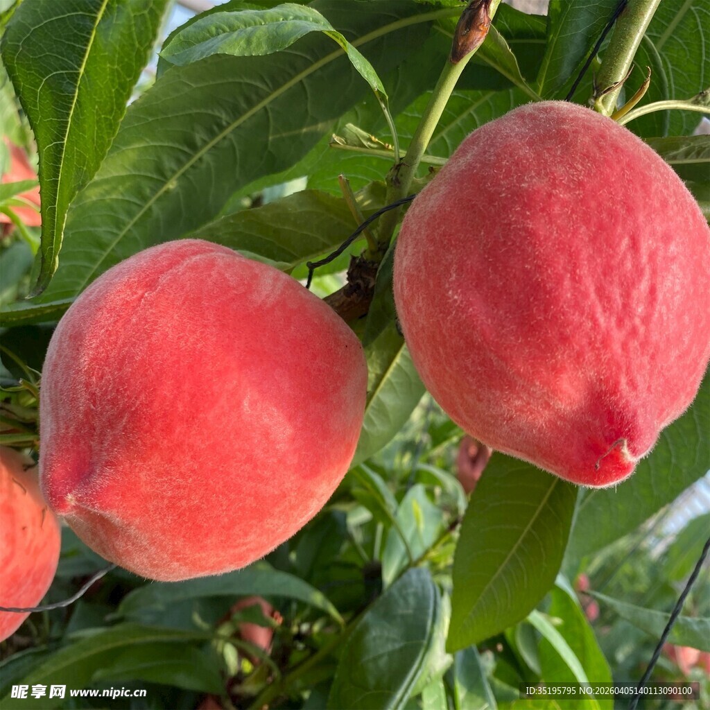 枝头鲜桃色泽诱人