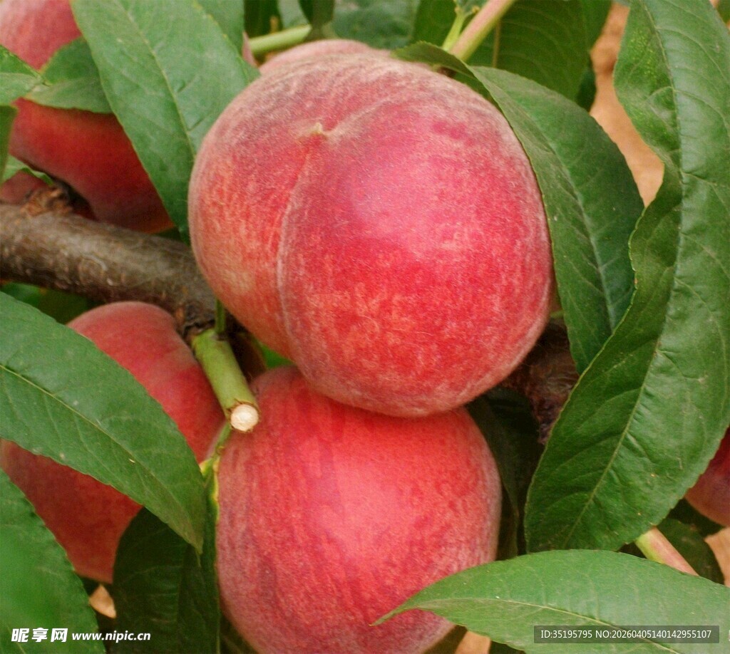 枝头鲜桃色泽诱人