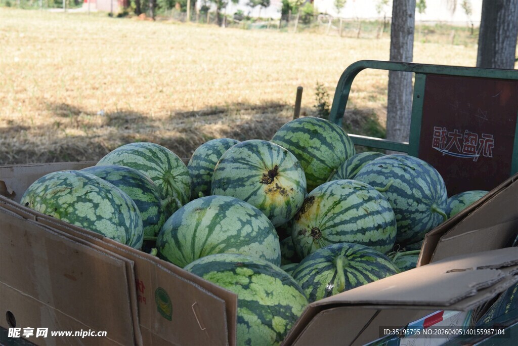 卡车上满载的新鲜大西瓜