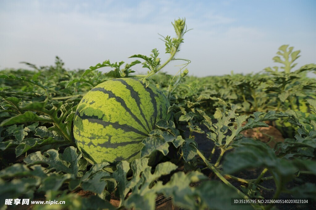 田间成熟的翠绿大西瓜