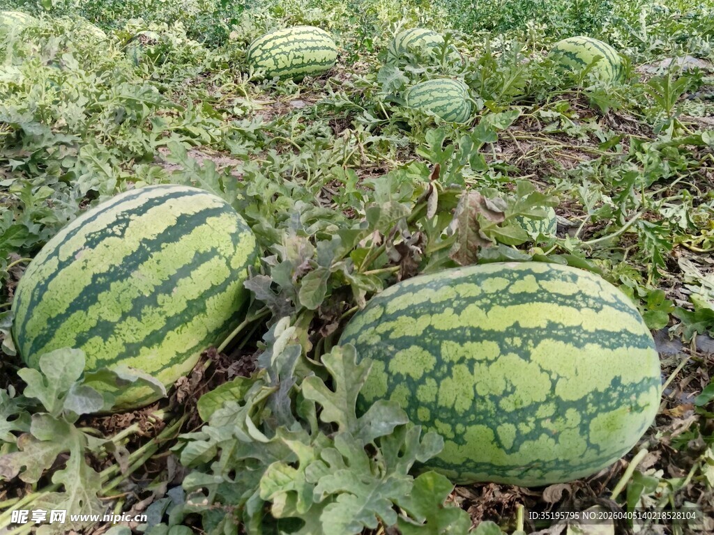 田间成熟的大西瓜