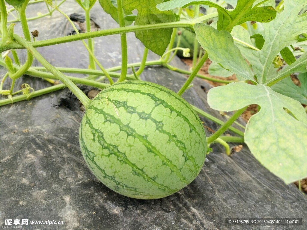 田间生长的鲜嫩小西瓜