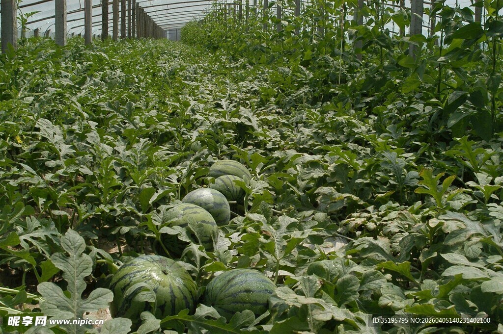 农田中的绿色蔬菜植株