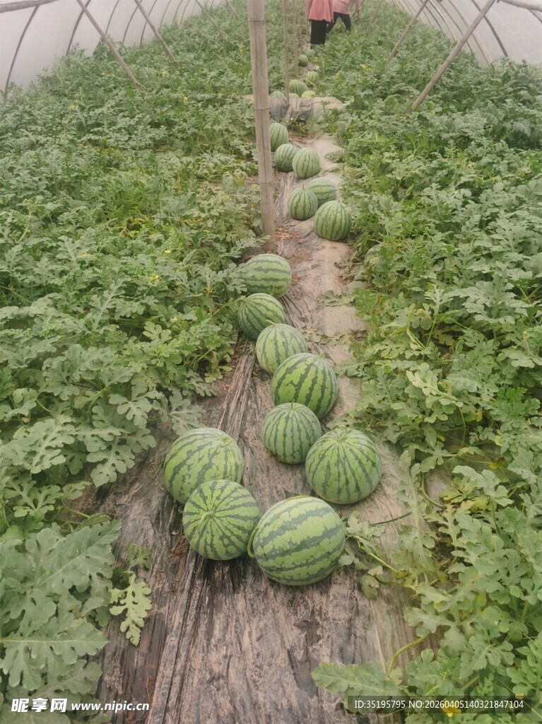 瓜田硕果累累的丰收景象