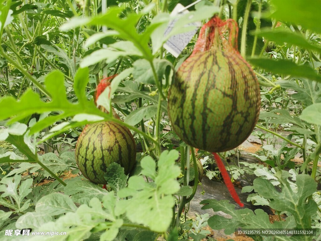 藤蔓上的两个成熟西瓜