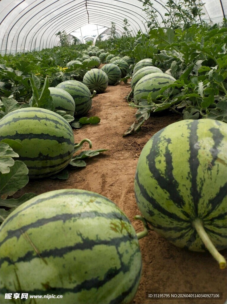 温室里的西瓜丰收景象