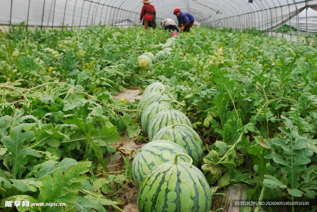 温室里的西瓜与劳作农人