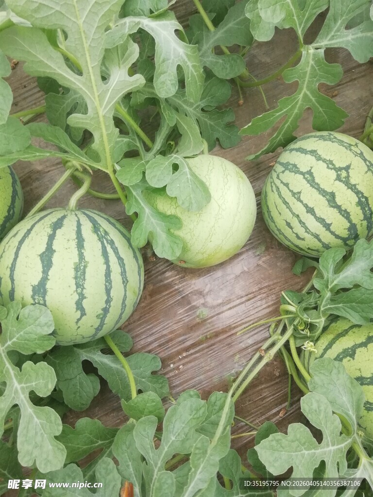 田间生长的新鲜小西瓜