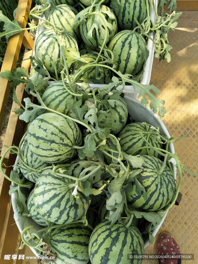 新鲜西瓜堆放在一起售卖