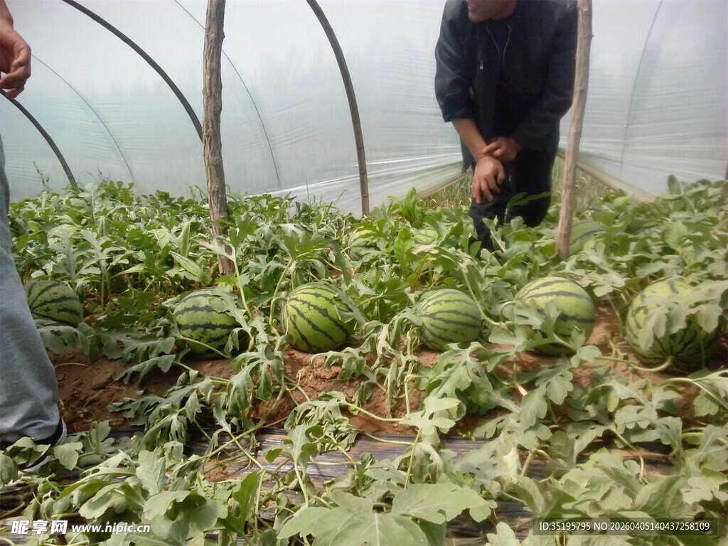 大棚内的西瓜种植场景