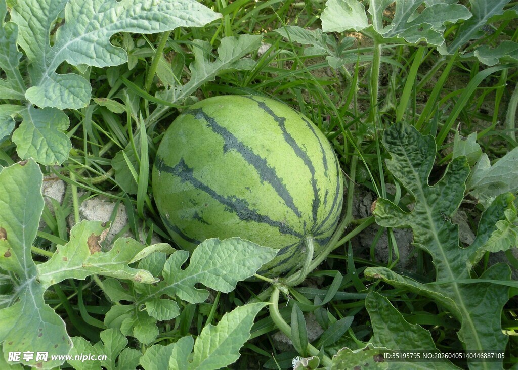 田间成熟的绿皮大西瓜