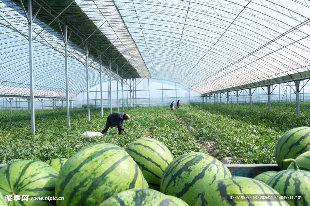 温室里的西瓜种植场景