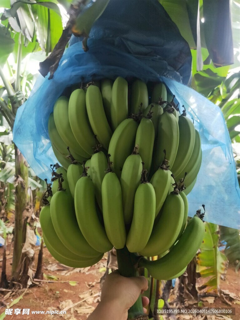 树上成串的青香蕉