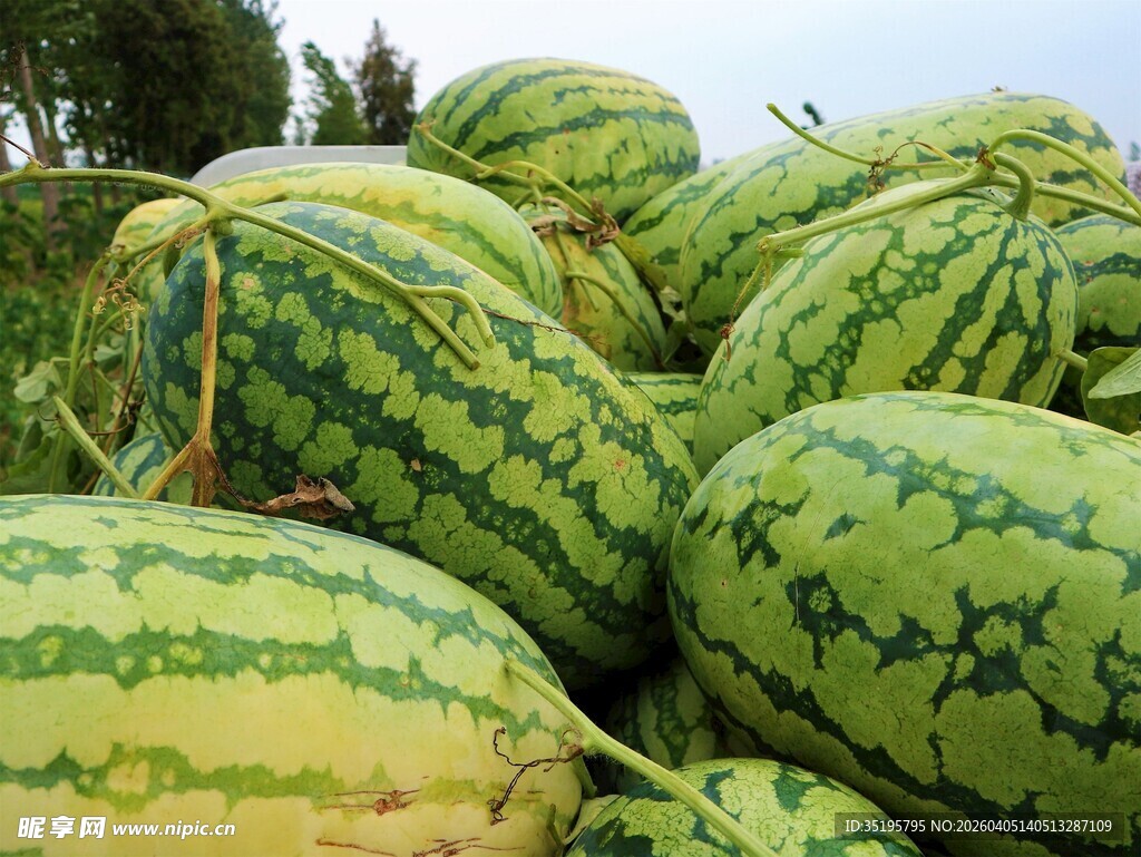 一堆新鲜大西瓜