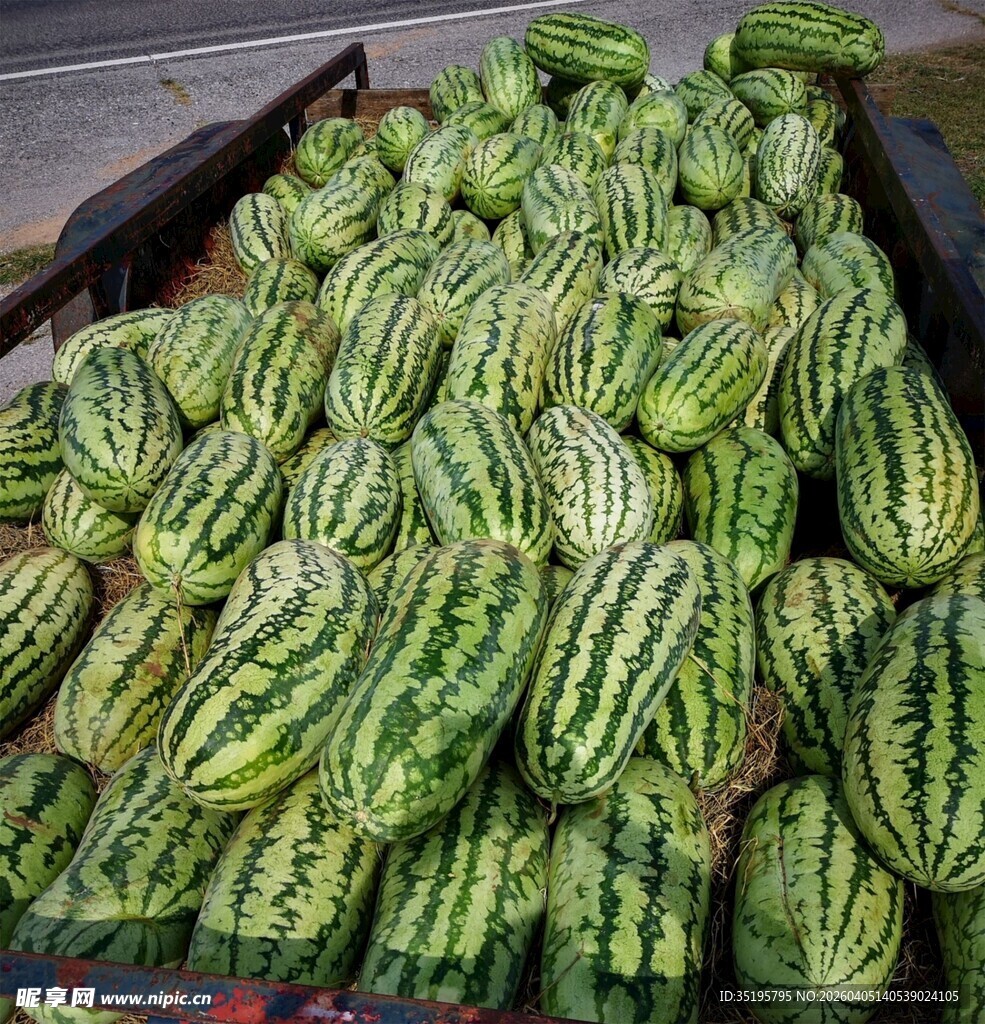 满满一车新鲜的大西瓜