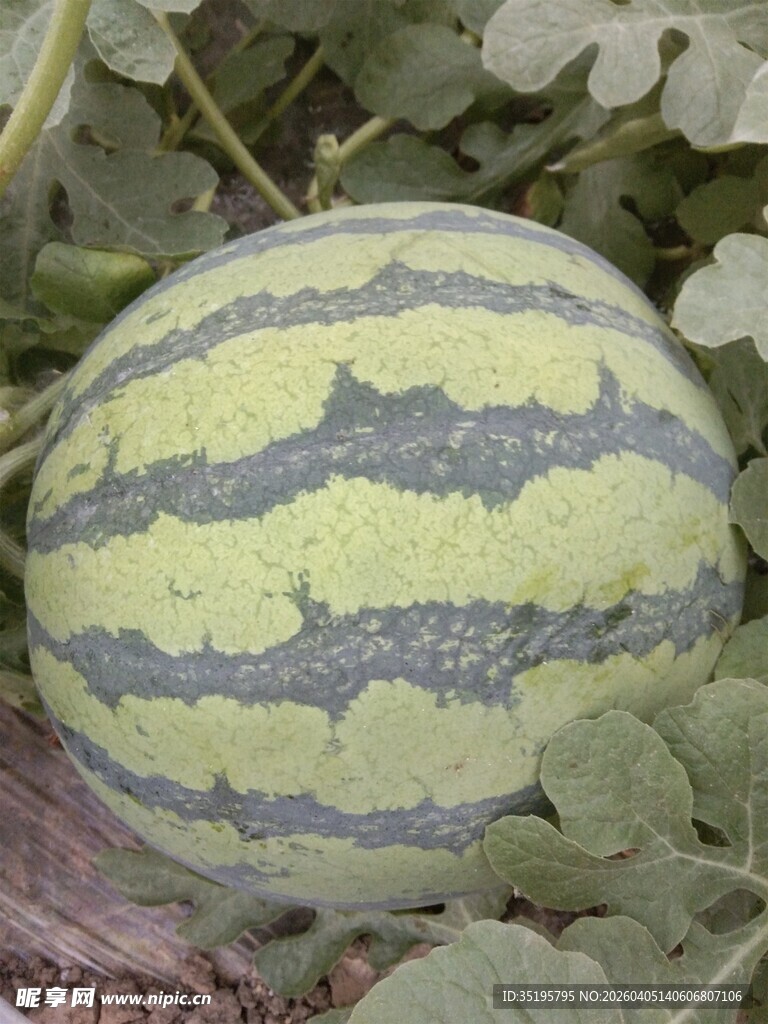 田间成熟的条纹大西瓜