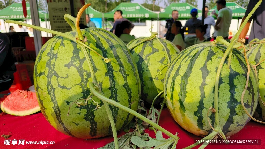 新鲜大西瓜待售
