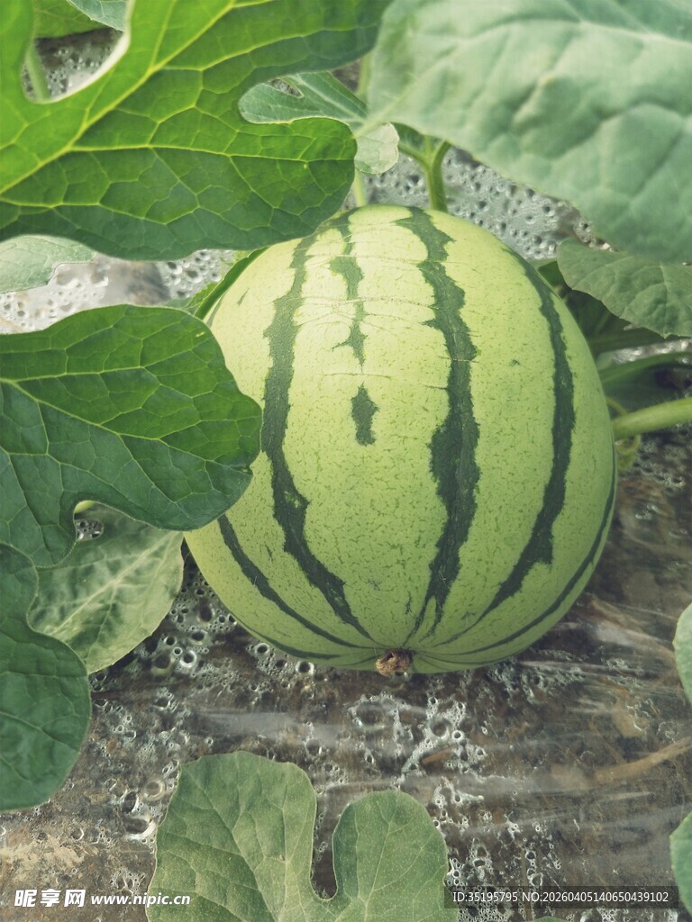 田间生长的条纹大西瓜