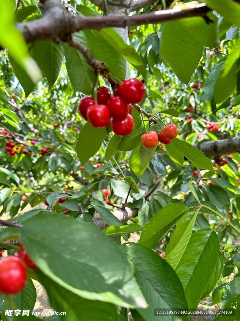 枝头红樱桃绿叶相映衬