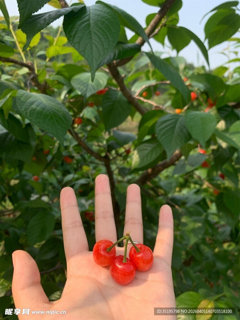 手中鲜红樱桃自然之美