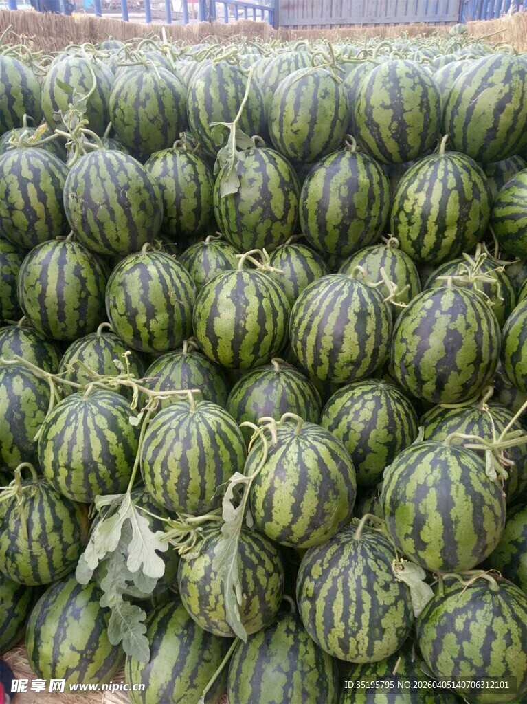 大量西瓜整齐堆放