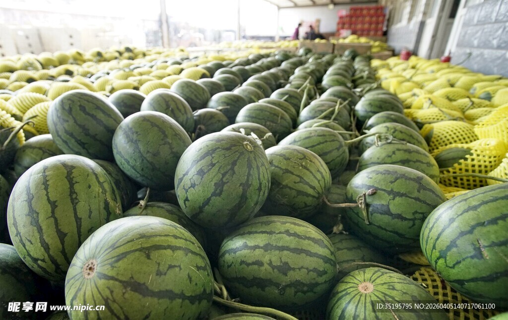 大量西瓜整齐堆放