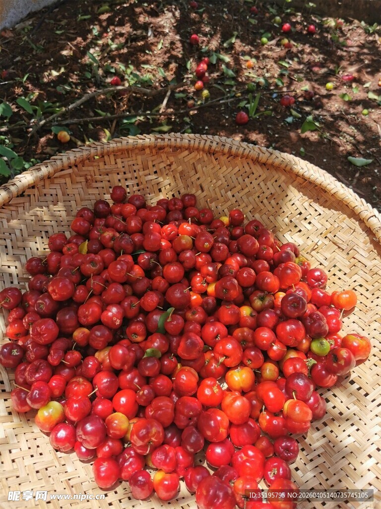 竹筐中的新鲜红色果实