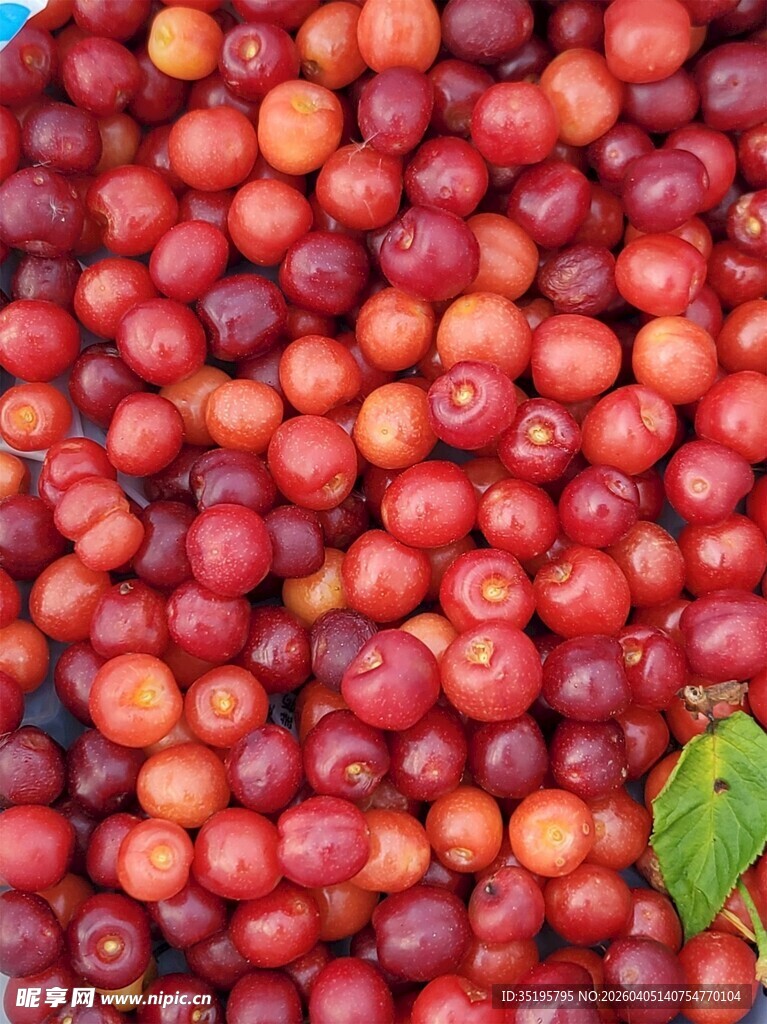 饱满诱人的新鲜樱桃